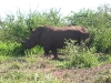 Africa 1 077